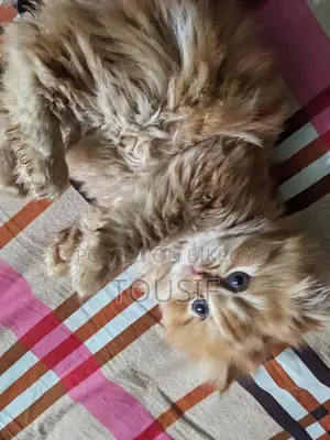 3-6 Months Female Purebred Persian