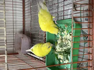 Full Family. Lutino Budgerigar with 2 Babies