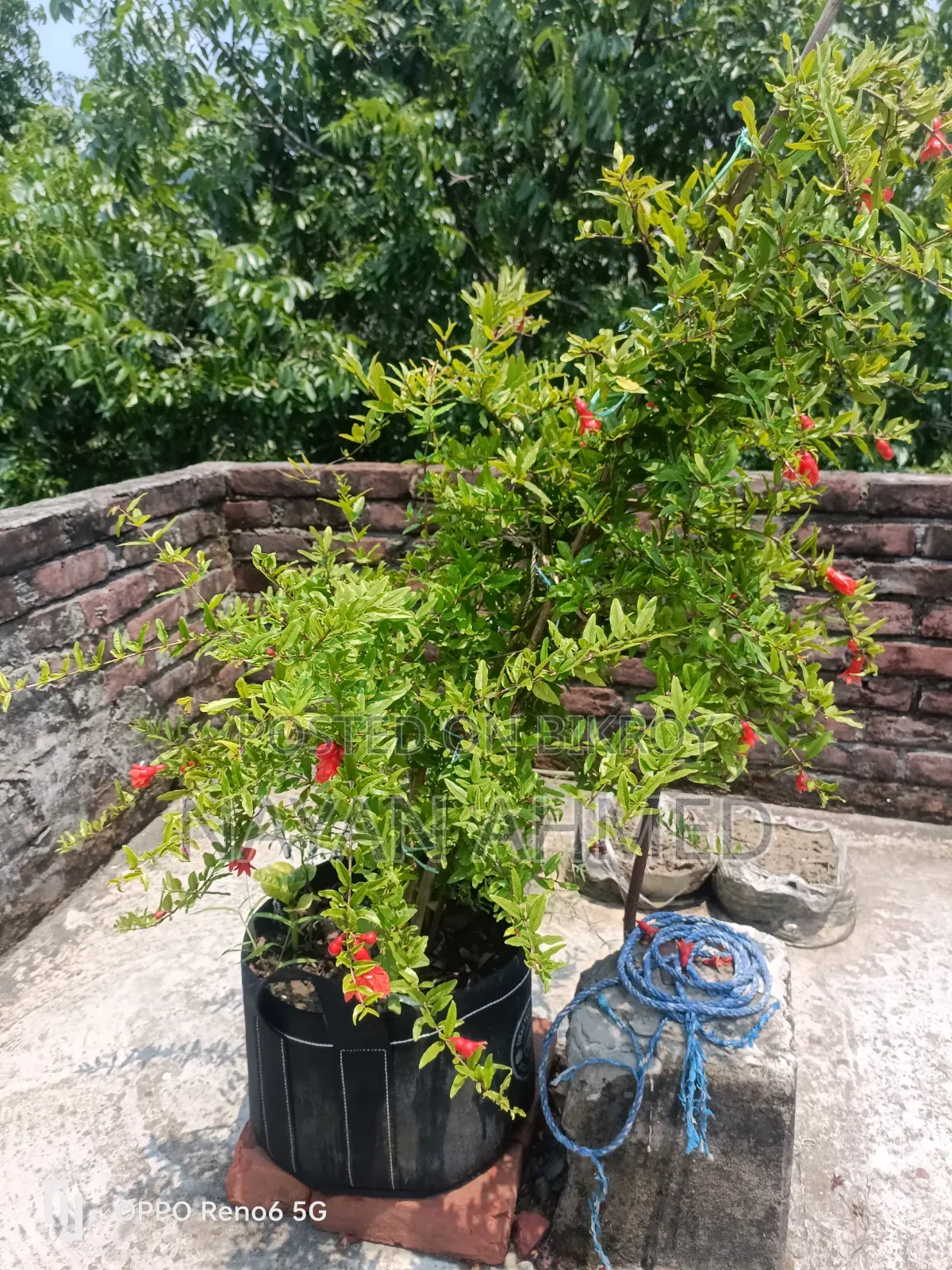 Pomegranate Tree