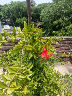 Pomegranate Tree