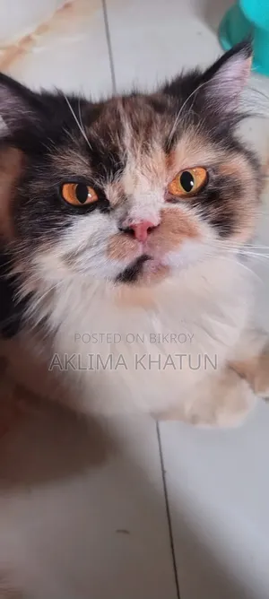 1+ Year Female Purebred Persian
