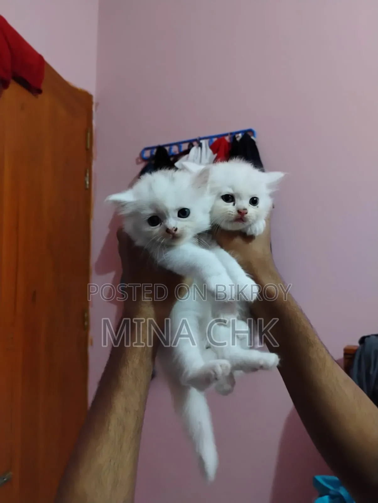 1-3 Months Female Purebred Persian