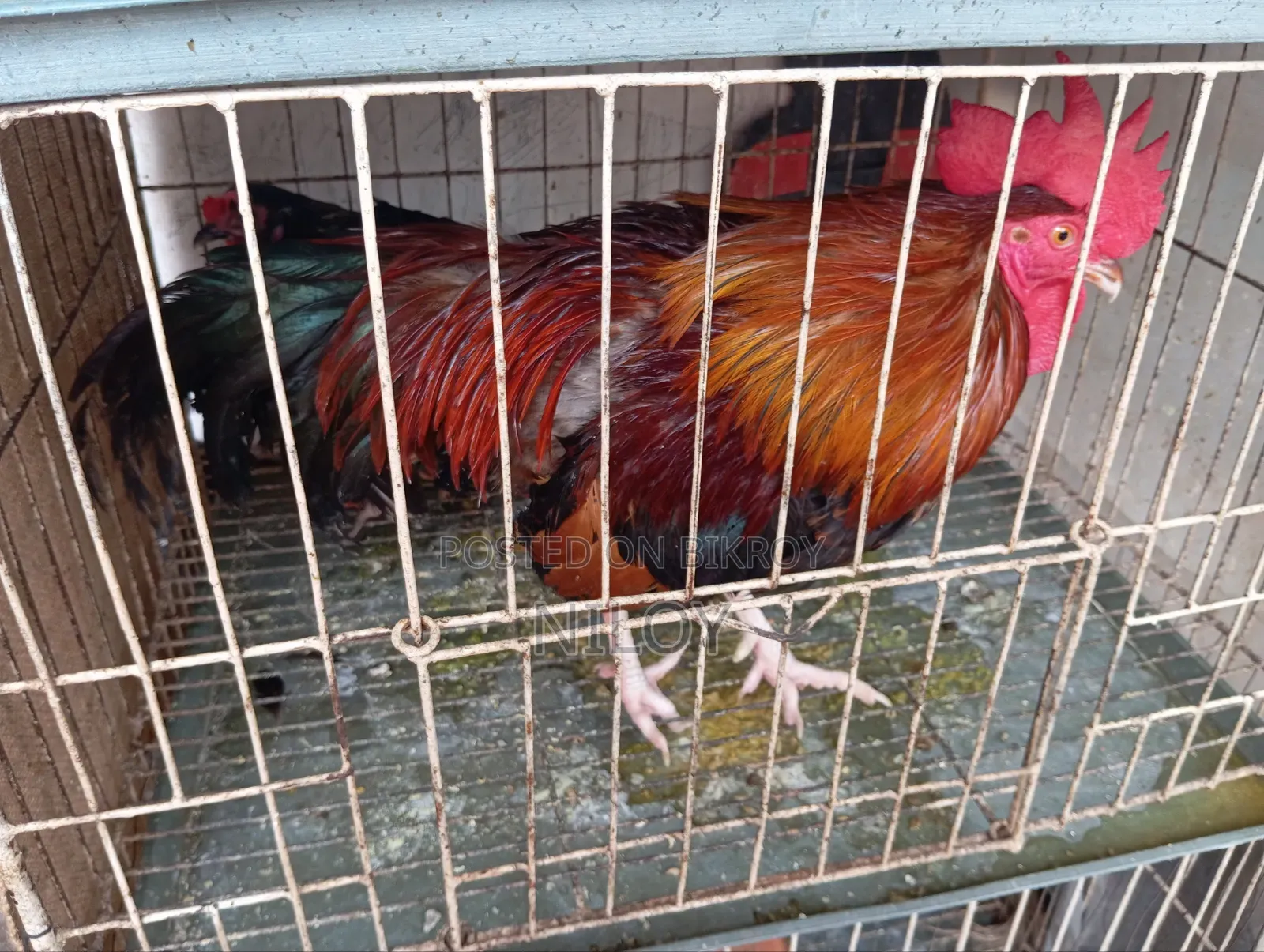 দেশি মুরগি
