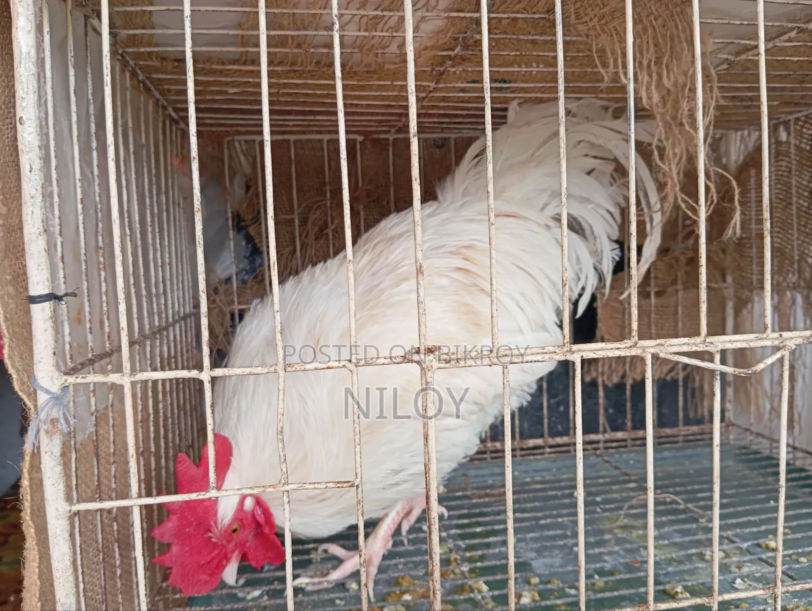 দেশি মুরগি