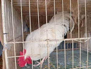 দেশি মুরগি