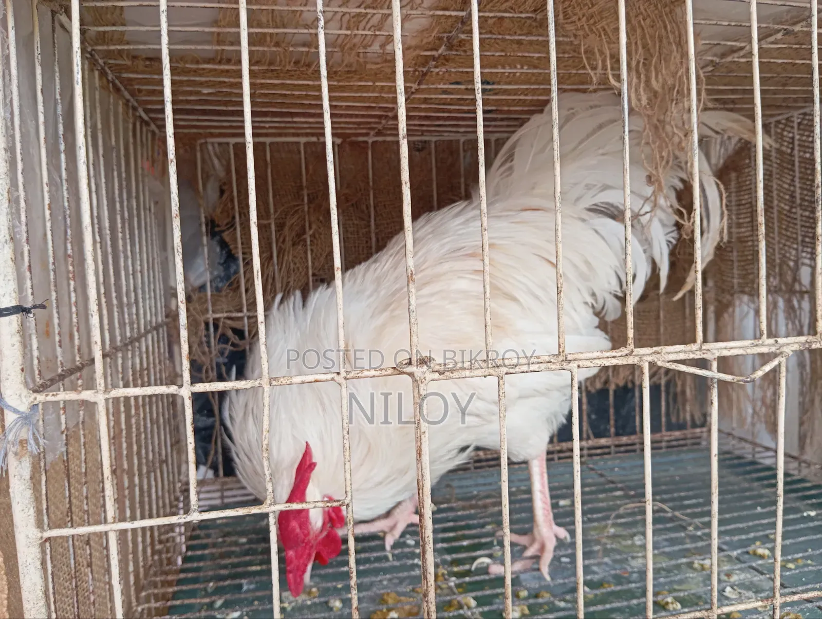 দেশি মুরগি