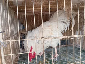 দেশি মুরগি