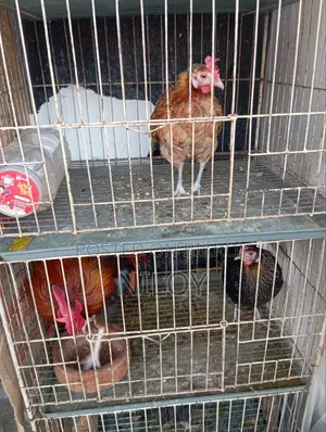 দেশি মুরগি