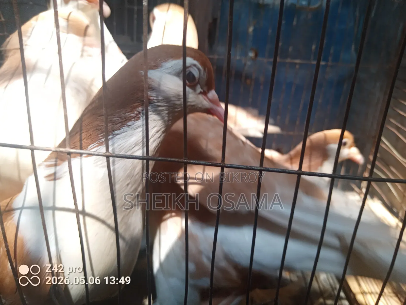 Siraji Pigeons