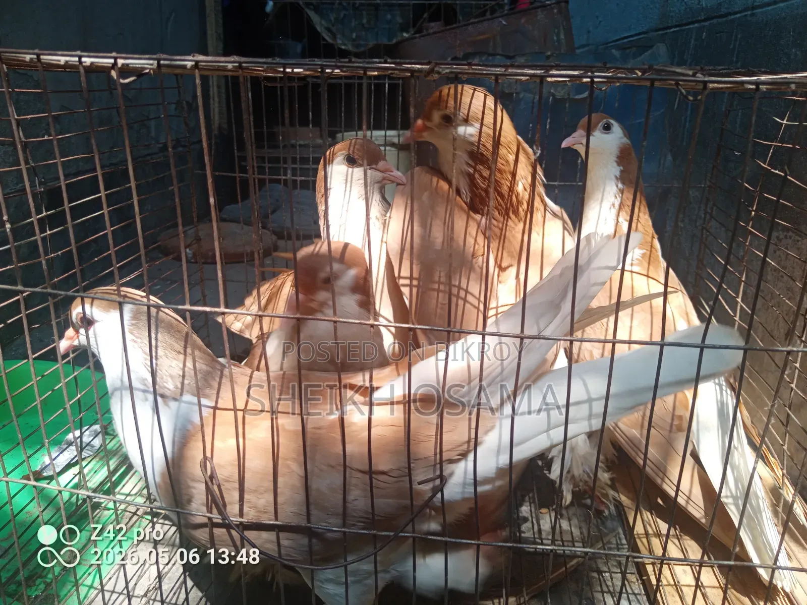 Siraji Pigeons