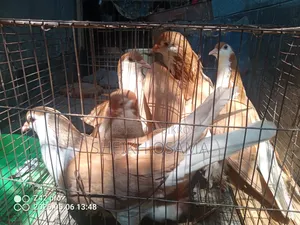 Siraji Pigeons