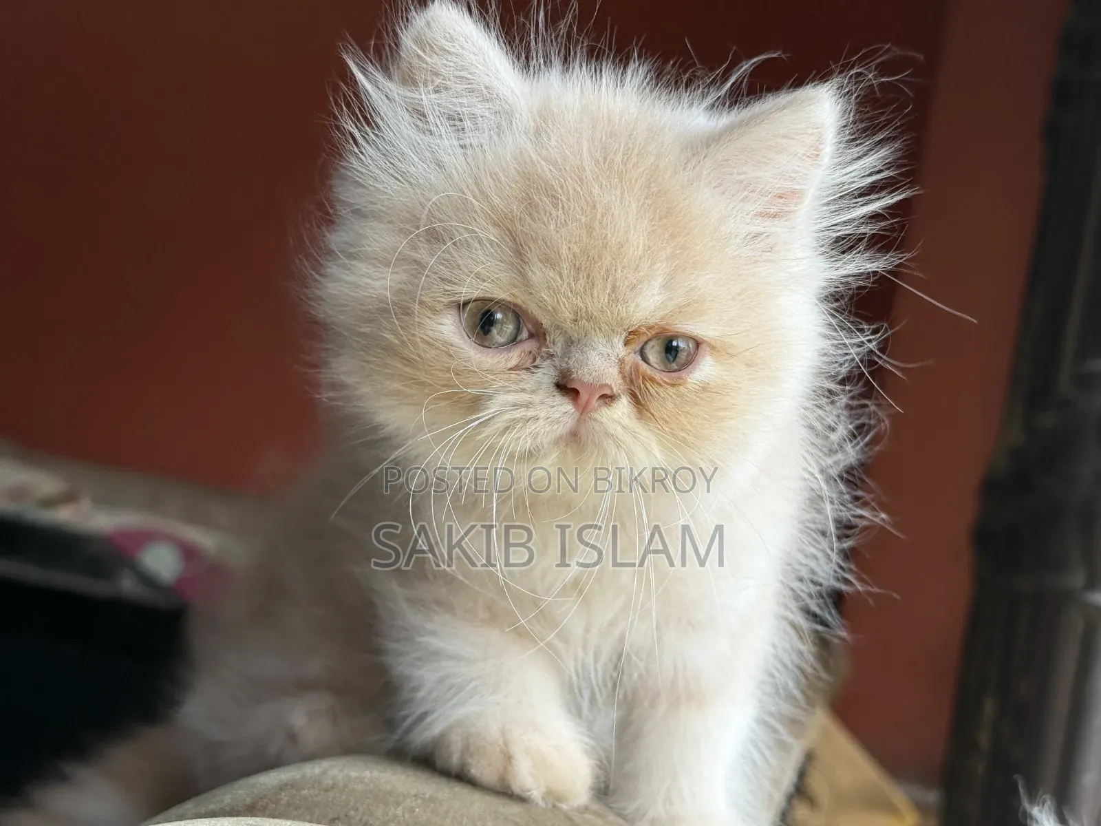 1-3 Months Male Purebred Persian
