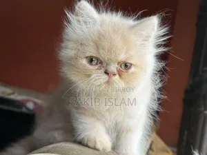 1-3 Months Male Purebred Persian