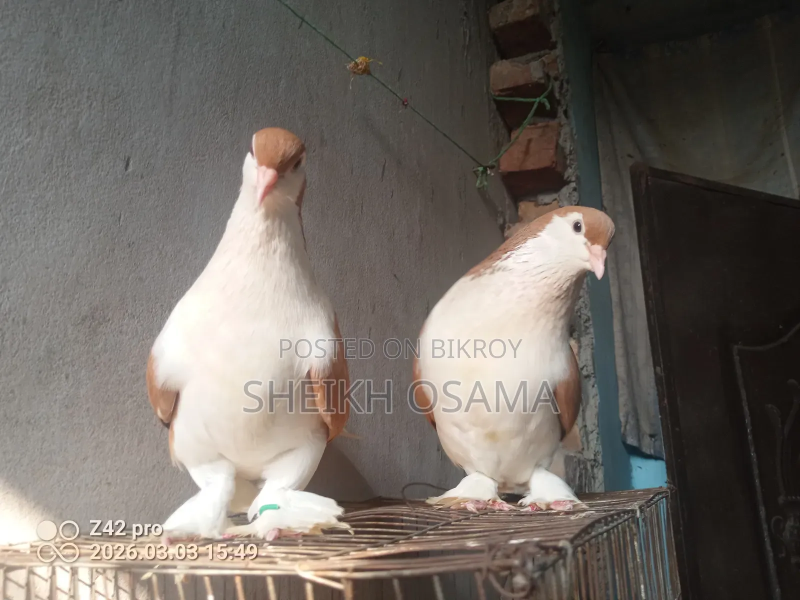 Siraji Pigeons