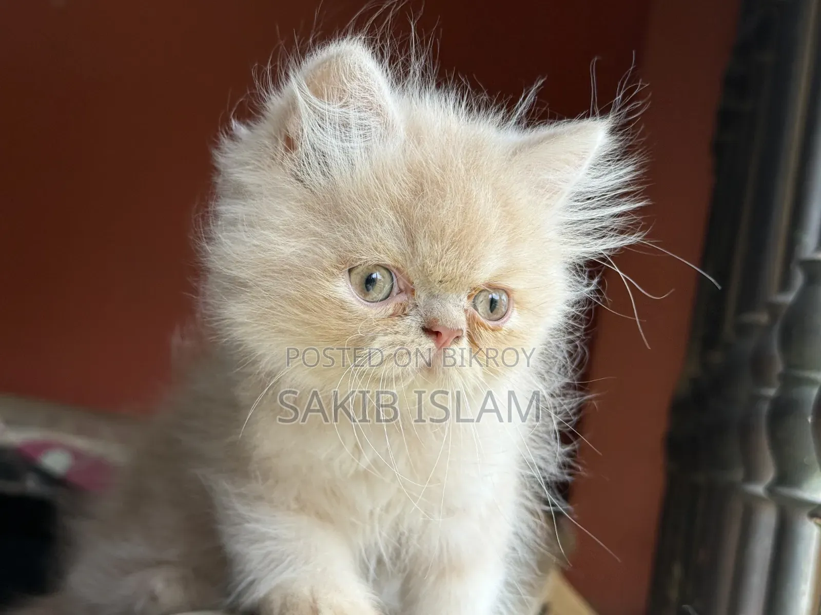 1-3 Months Male Purebred Persian