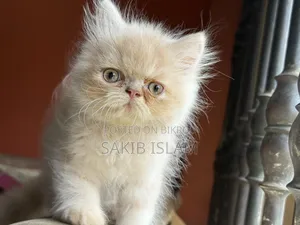 1-3 Months Male Purebred Persian