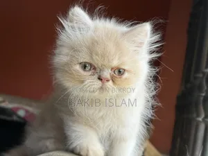 1-3 Months Male Purebred Persian