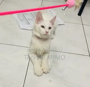3-6 Months Female Purebred Maine Coon