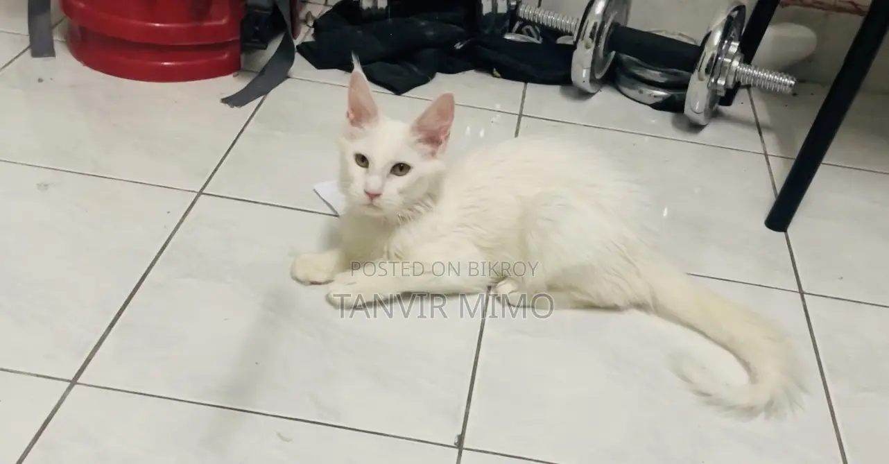 3-6 Months Female Purebred Maine Coon