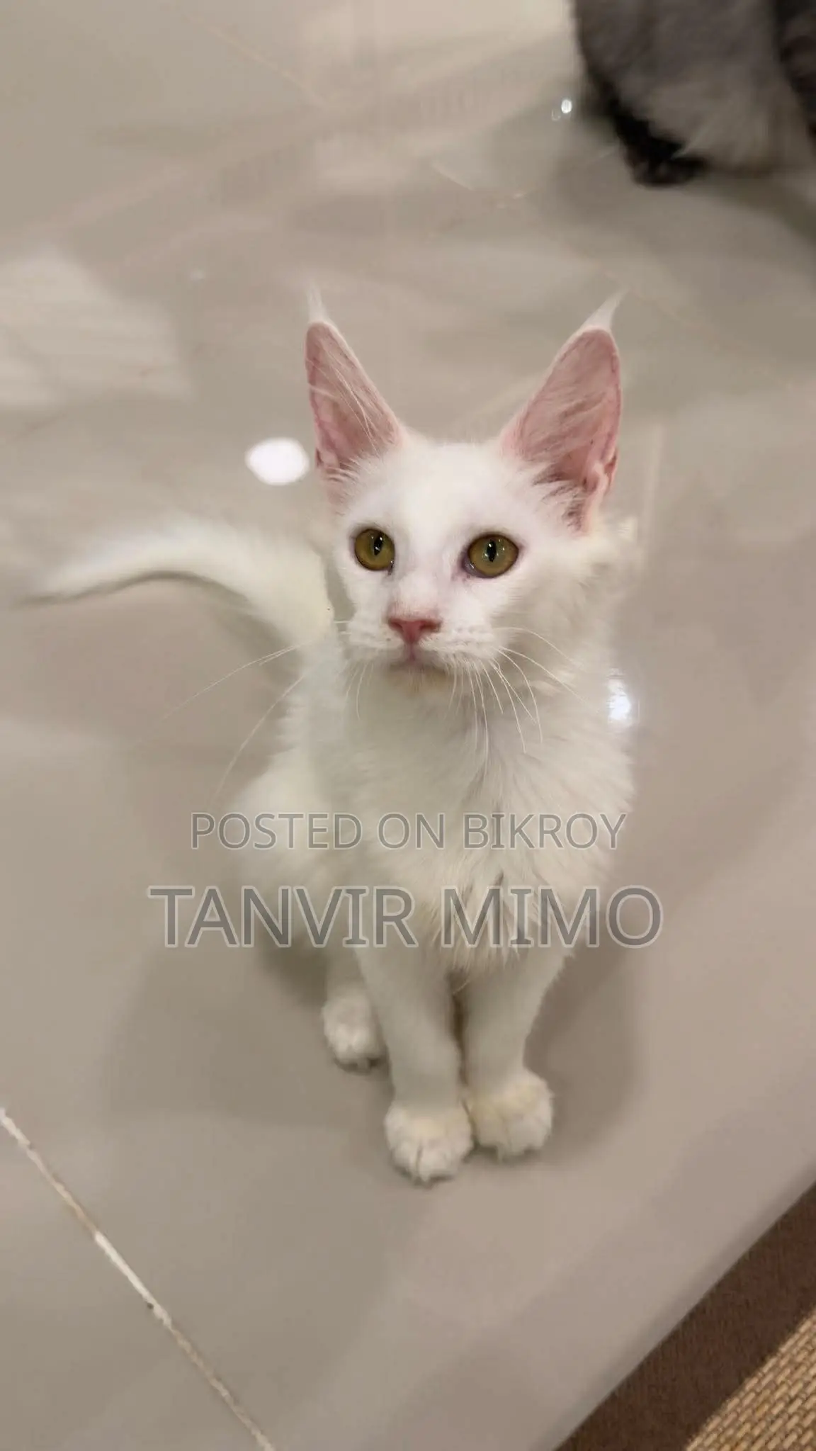 3-6 Months Female Purebred Maine Coon