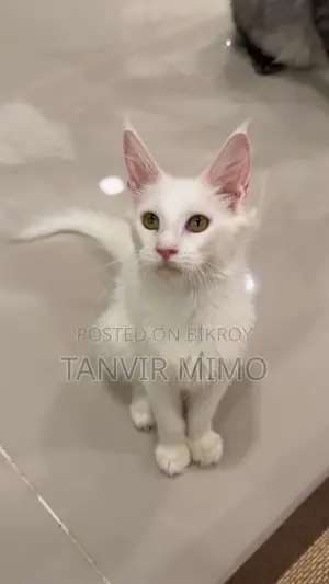 3-6 Months Female Purebred Maine Coon