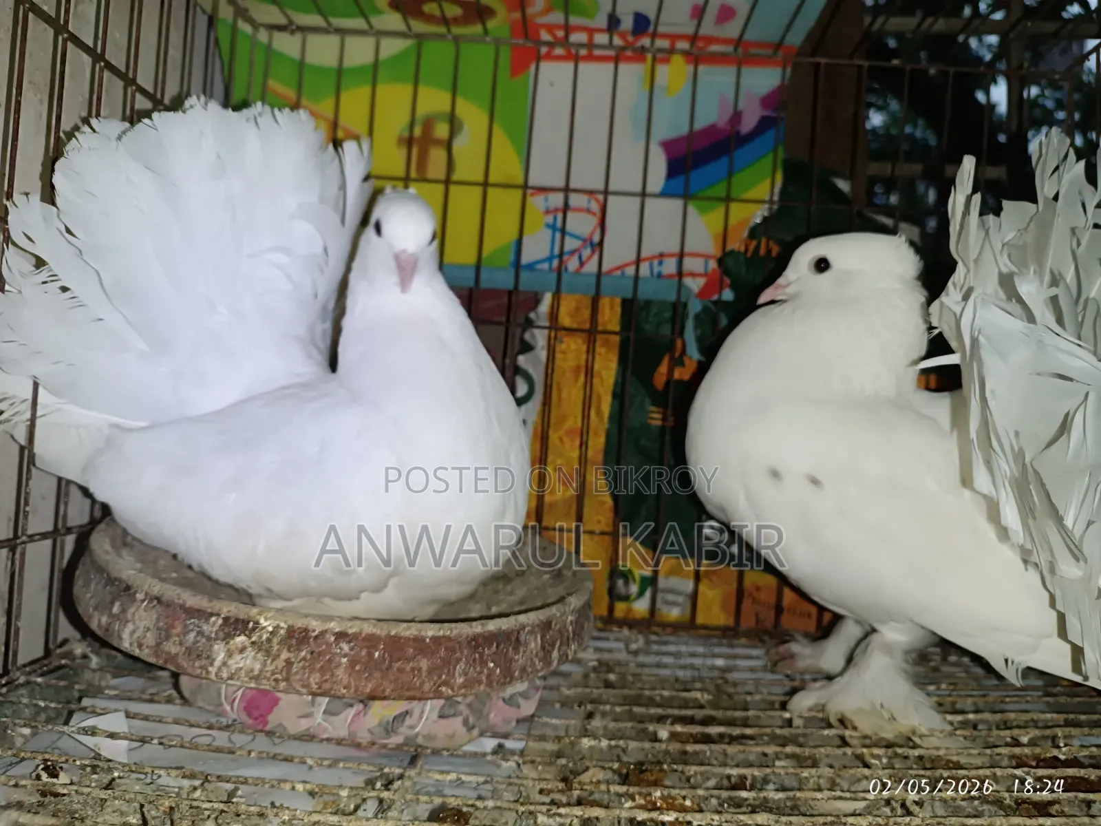 Affordable Lakha Pigeons