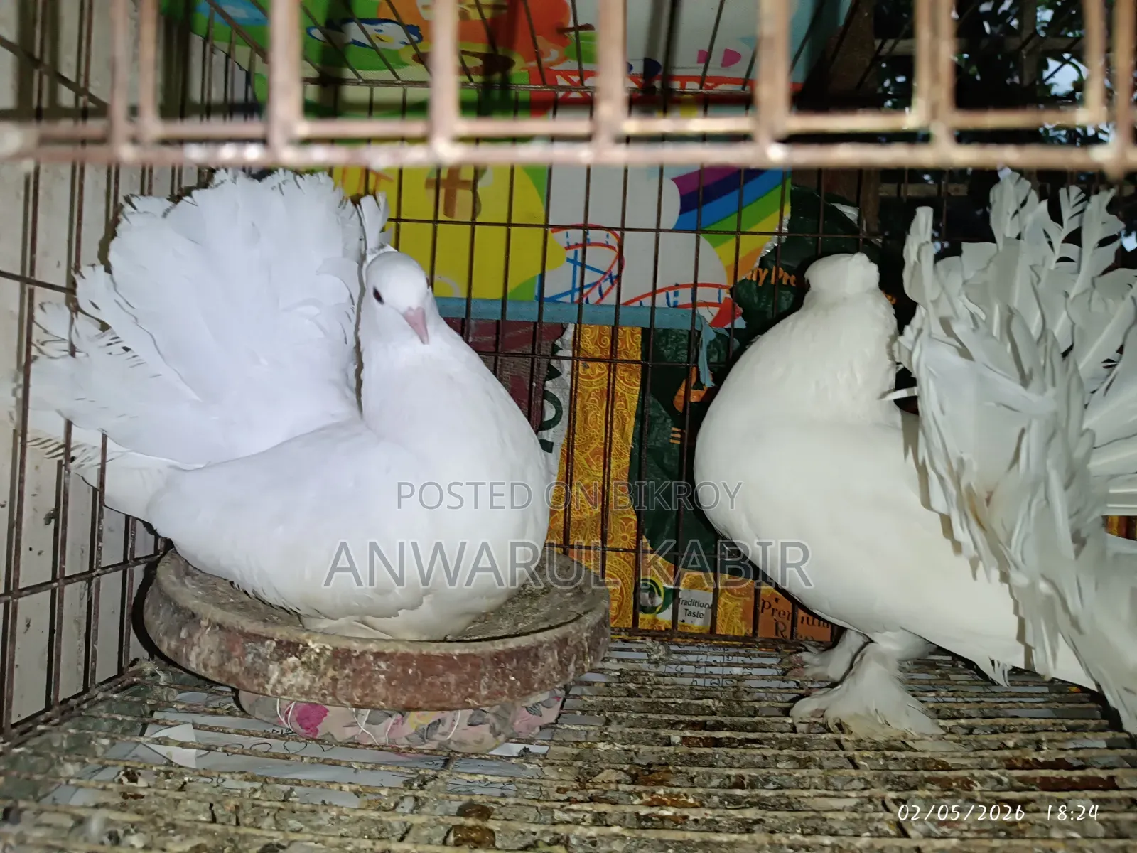 Affordable Lakha Pigeons