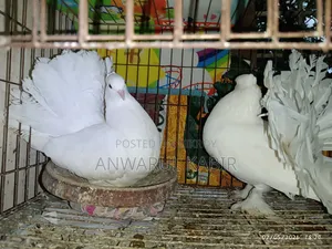 Affordable Lakha Pigeons