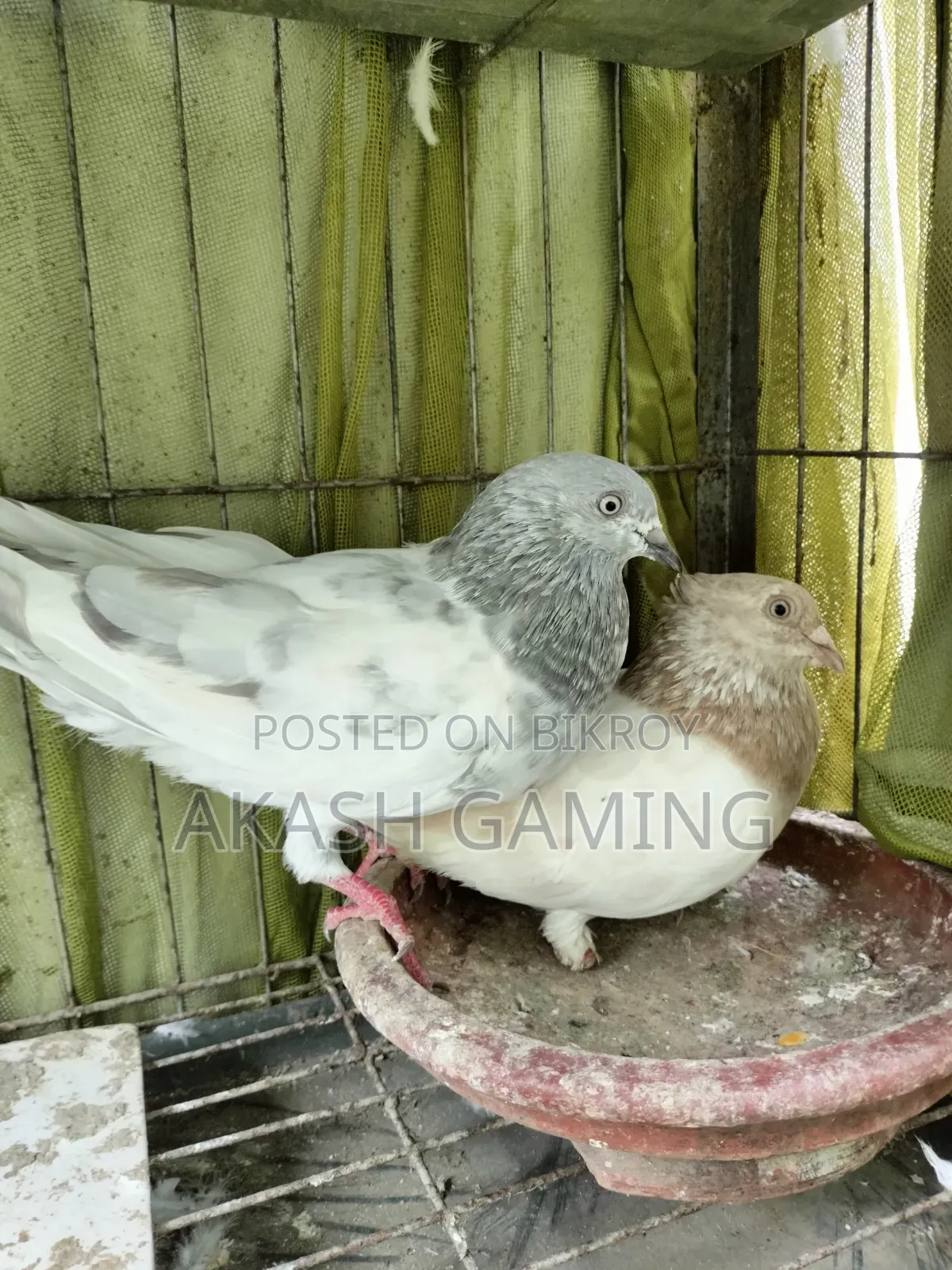 A pair of pigeons