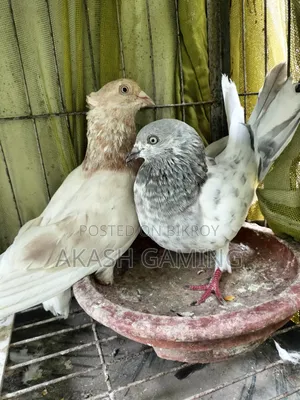 A pair of pigeons