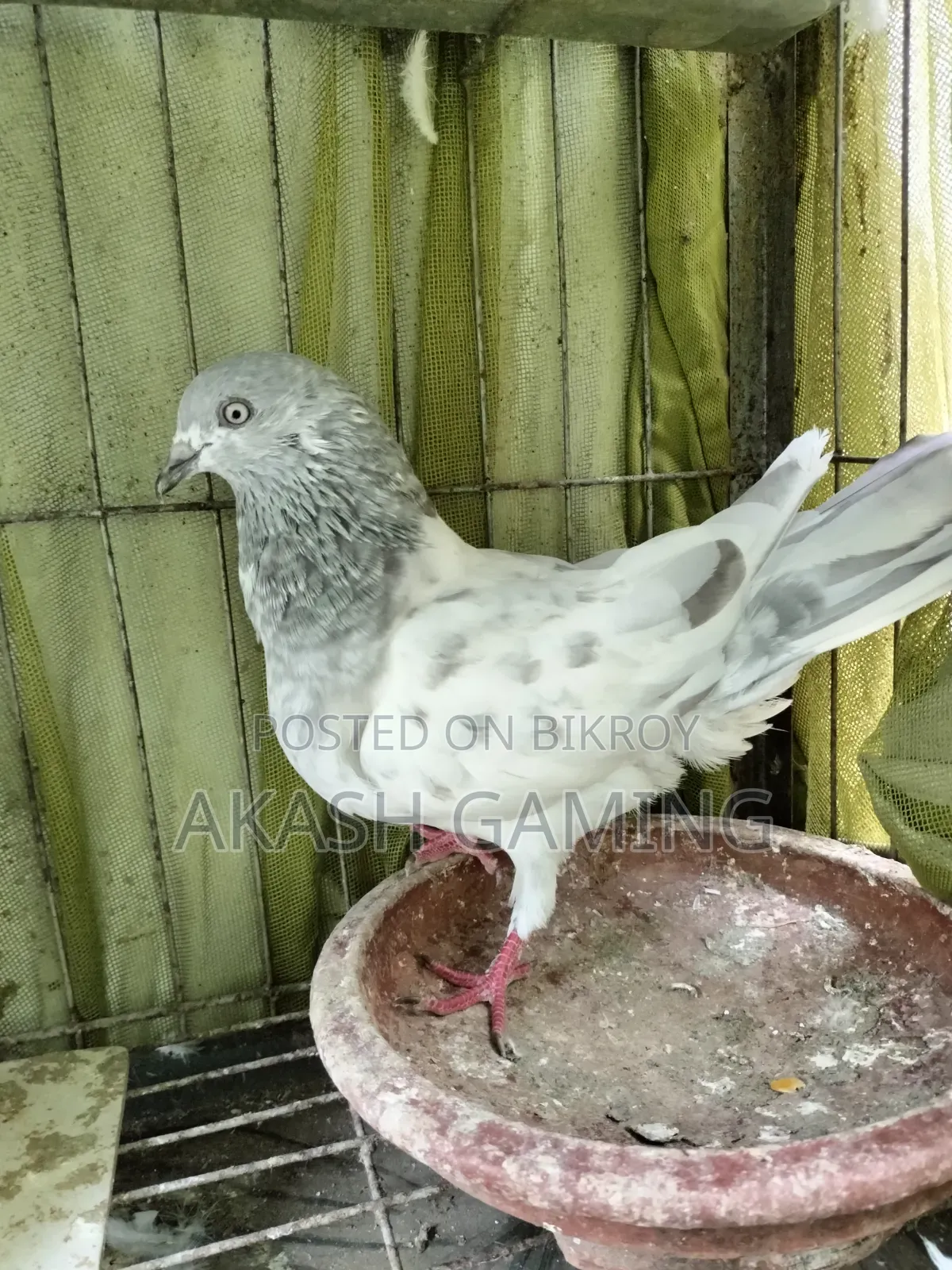 A pair of pigeons