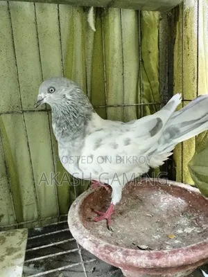 A pair of pigeons