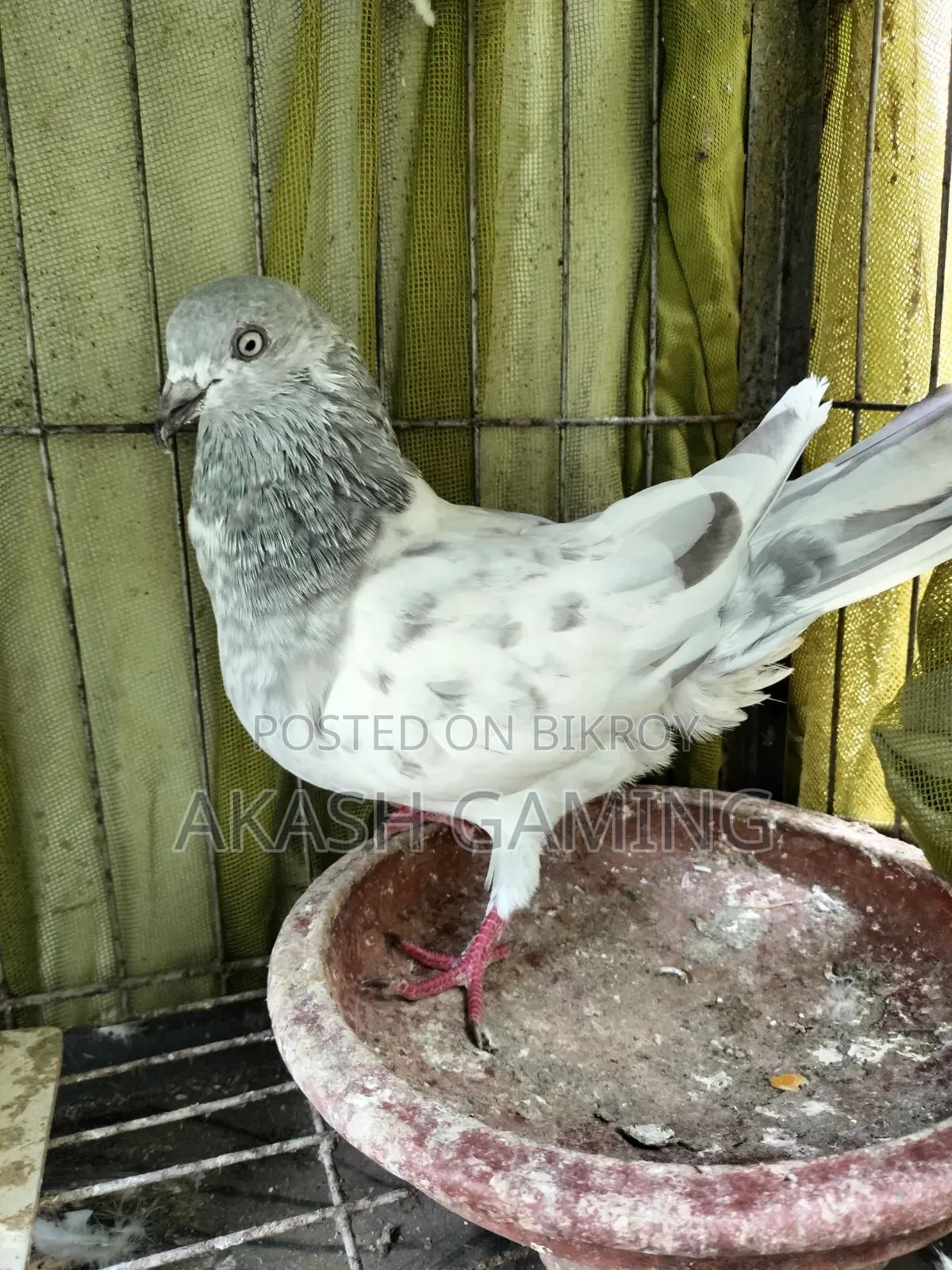A pair of pigeons