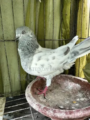 A pair of pigeons