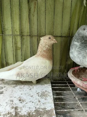 A pair of pigeons