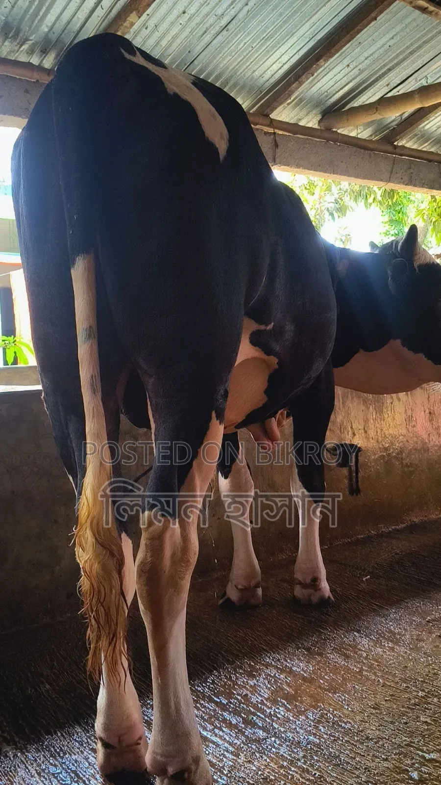 Bull for Qurbani