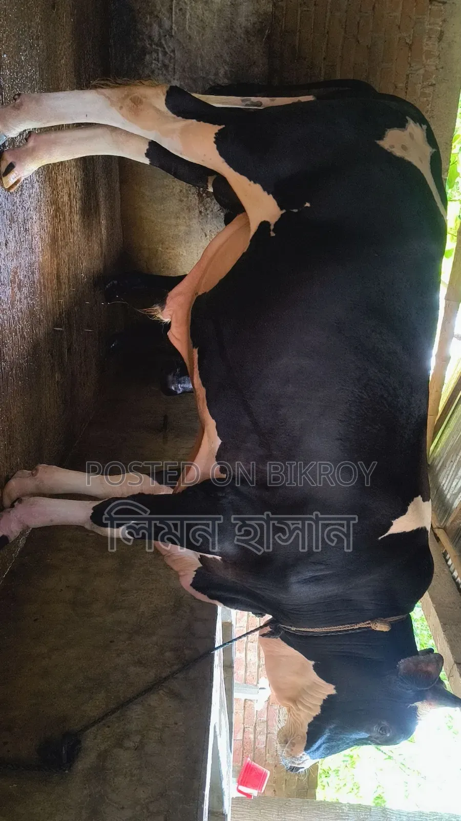 Bull for Qurbani