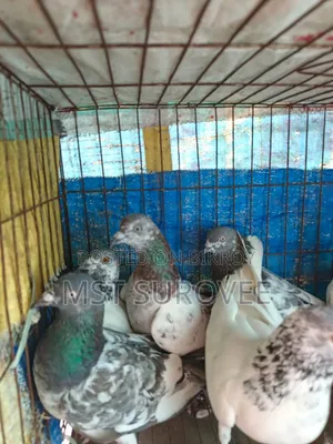 Running Pigeons