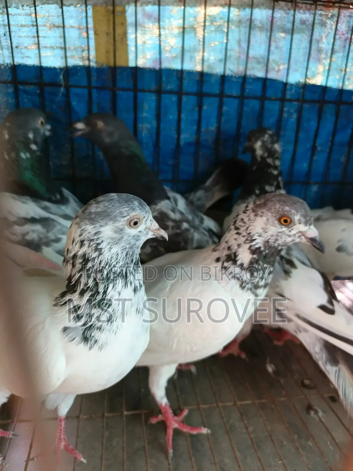 Running Pigeons