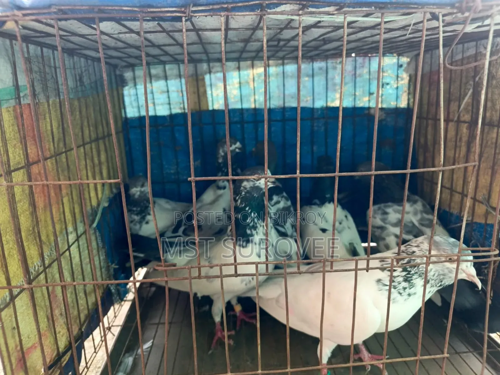 Running Pigeons