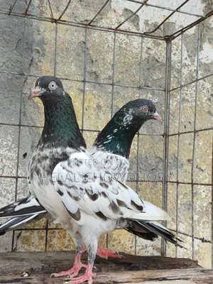 Pakistani Kobutor All Chker Golden Kamagar