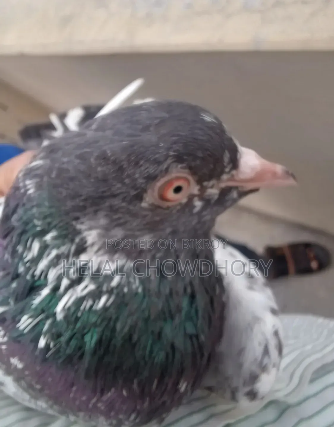 Pakistani Kobutor All Chker Golden Kamagar