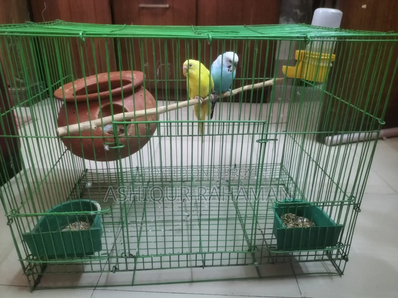 Selling a Good Pair of Budgie Birds