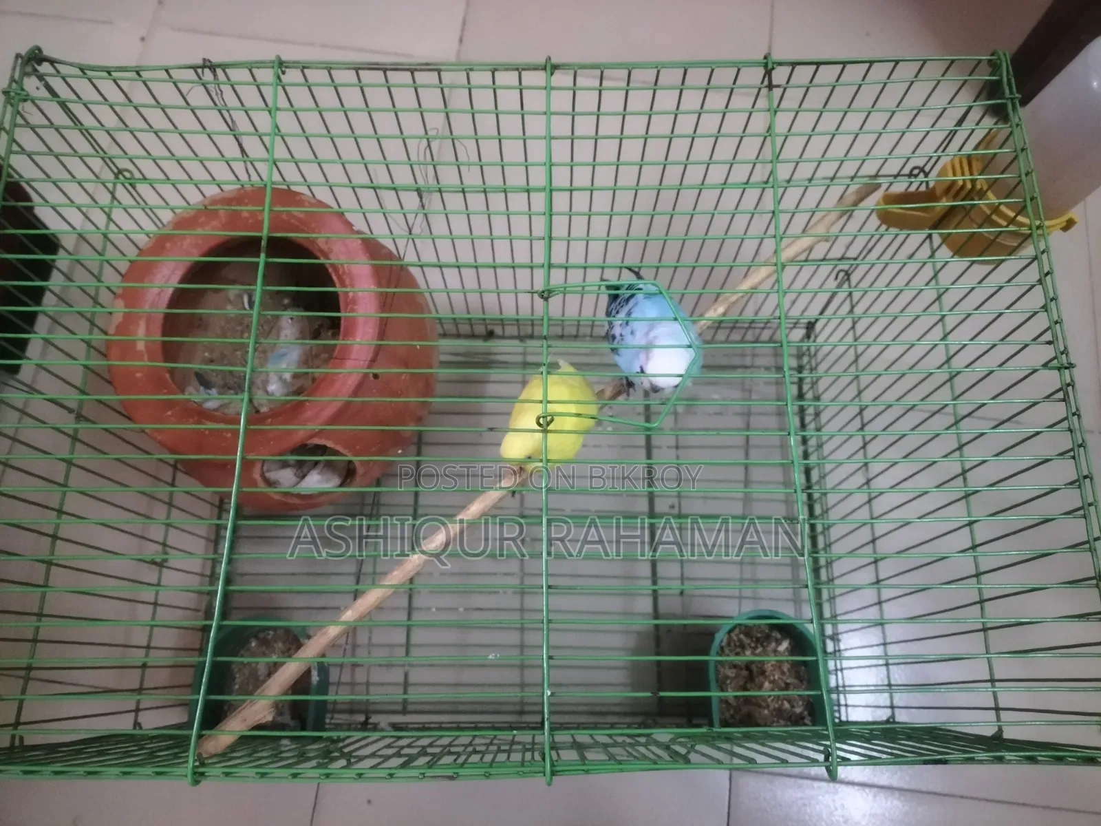 Selling a Good Pair of Budgie Birds
