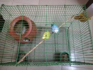 Selling a Good Pair of Budgie Birds