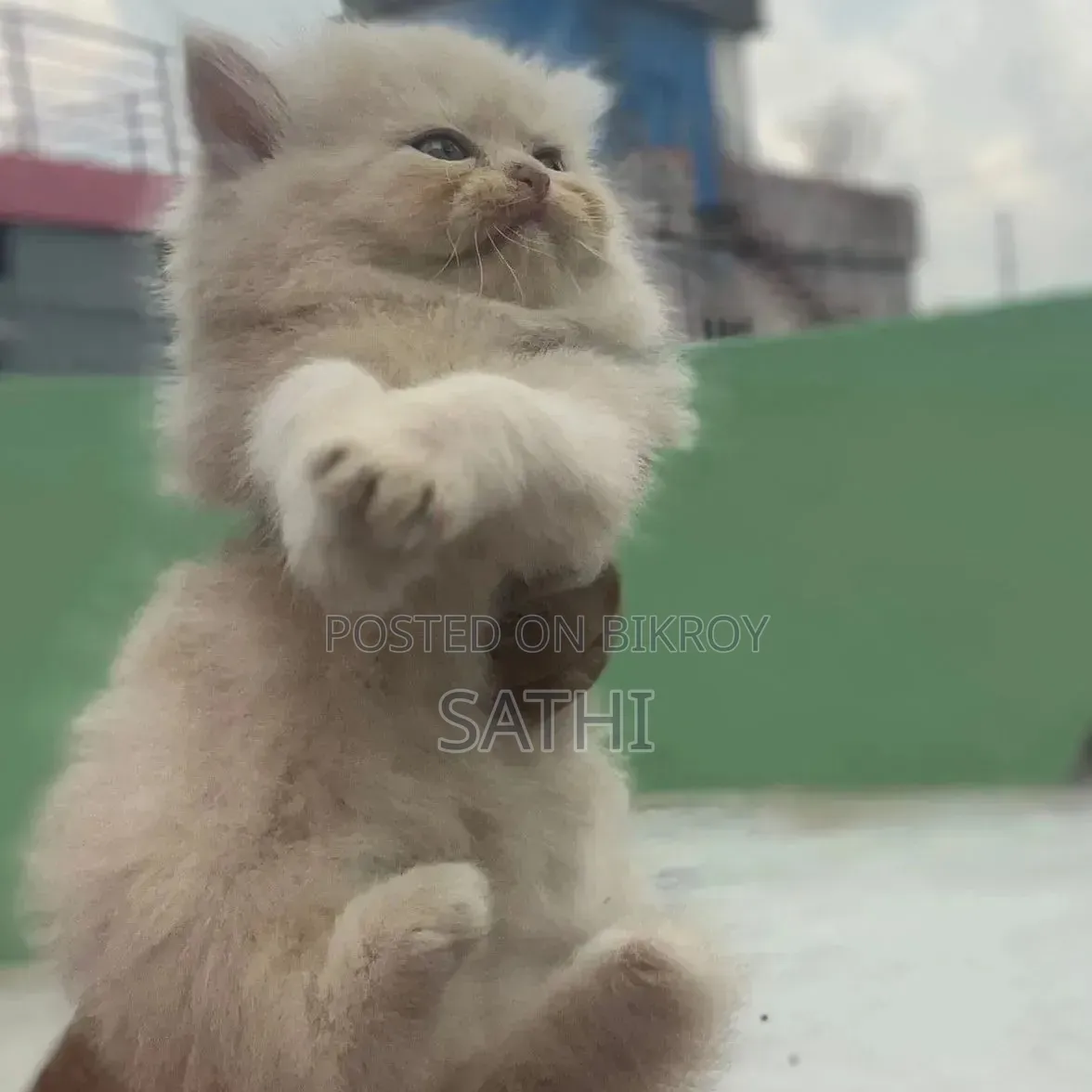 1-3 Month Female Purebred Persian Kitten