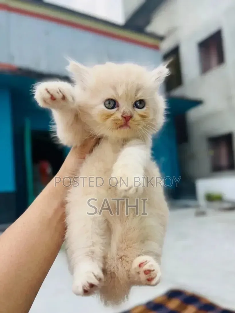 1-3 Month Female Purebred Persian Kitten