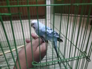 Selling a Good Pair of Budgie Birds