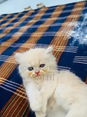 1-3 Month Female Purebred Persian Kitten