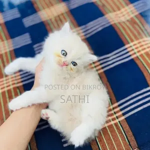 1-3 Month Female Purebred Persian Kitten